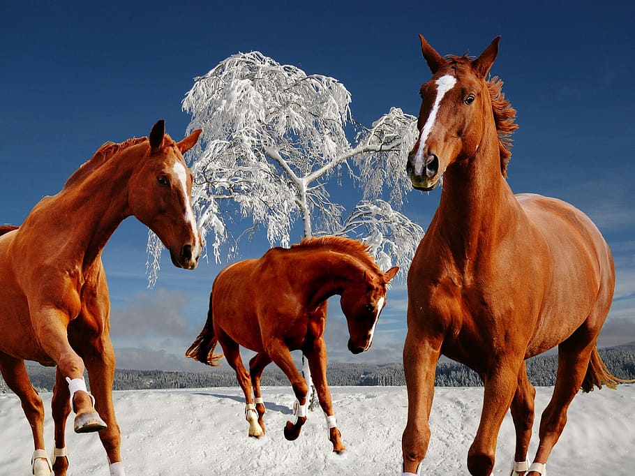 Horses, Coupling, Winter, Snow, Play, paddock, wintry, animal themes HD wallpaper