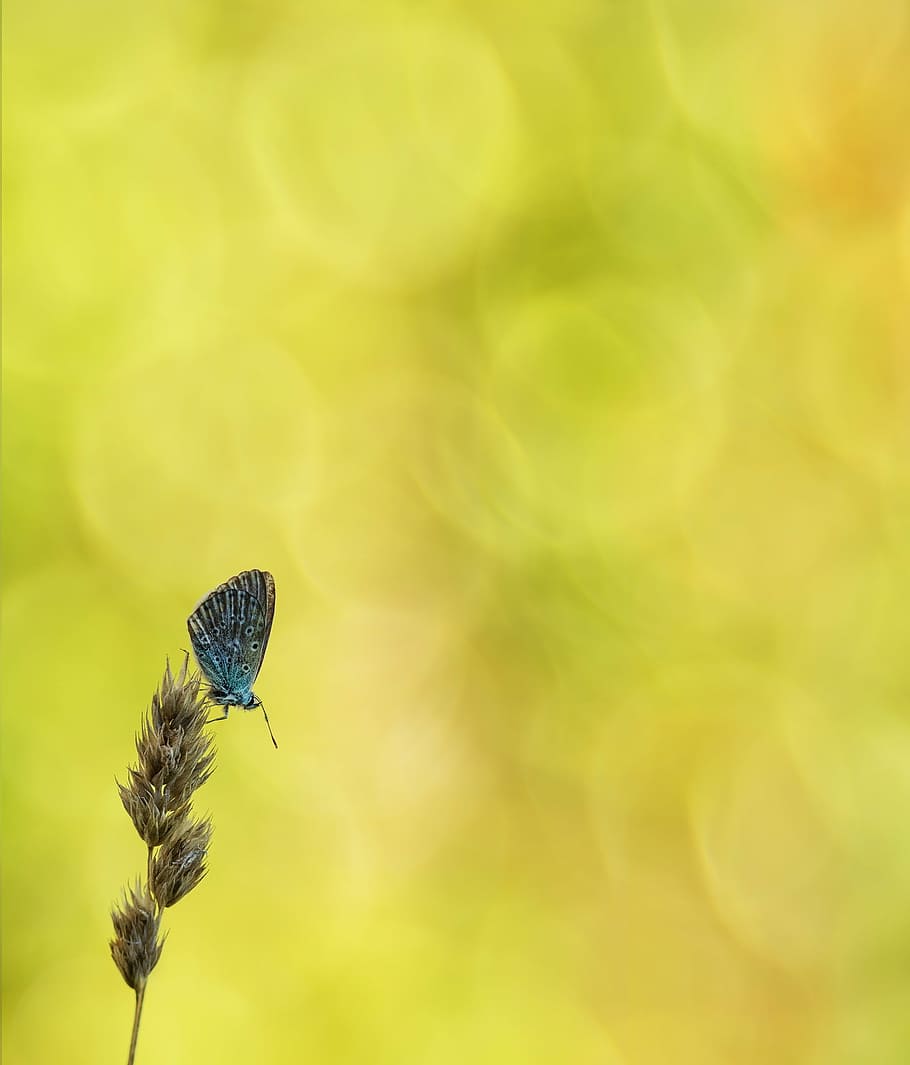 selective focus photography of blue butterfly on brown leaf, common blue, HD wallpaper