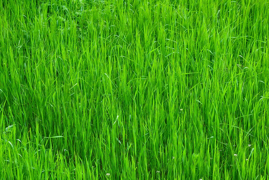 HD wallpaper: grass, green, nature, green grass, bright, lawn, light,  backgrounds | Wallpaper Flare