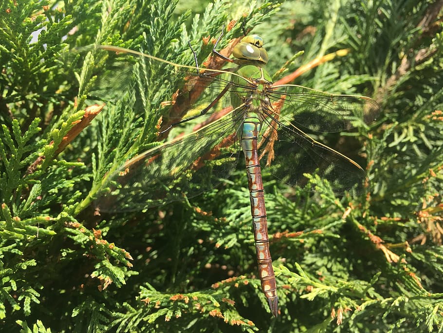 dragonfly, green, summer, bug, plant, green color, growth, nature HD wallpaper