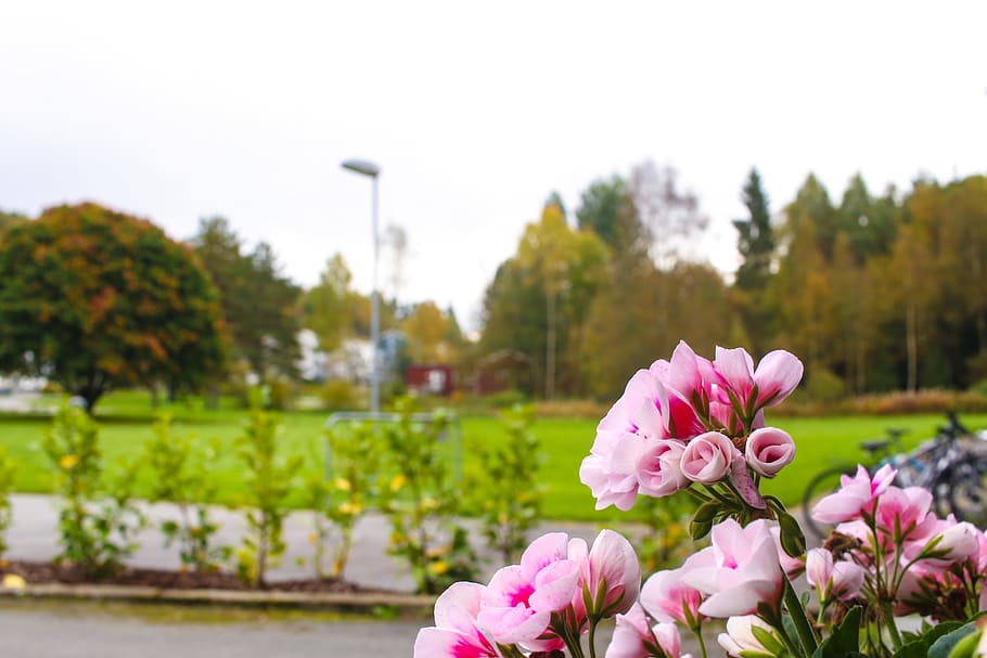 landscape, flower, autumn, fall, blossom, plant, flowering plant HD wallpaper