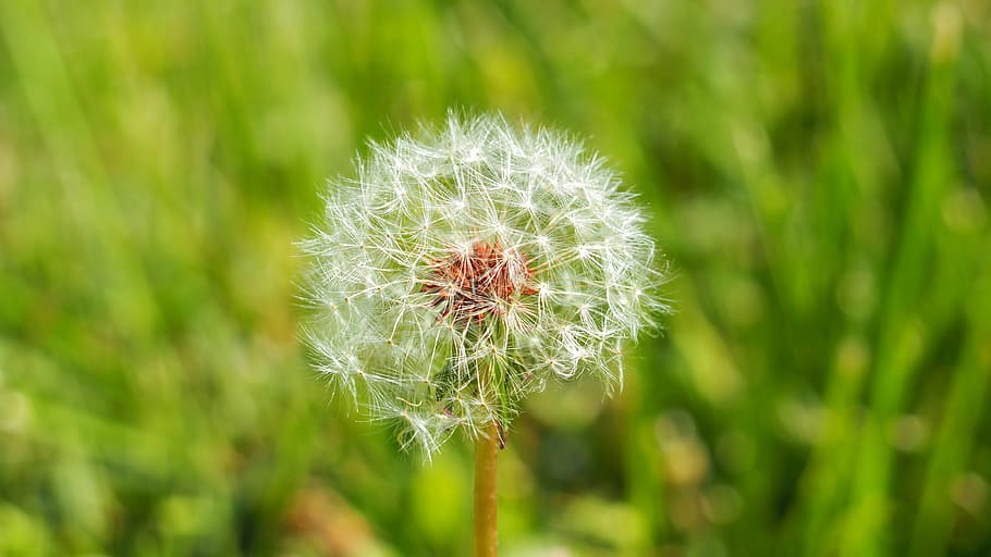 dandelion, plant, nature, spring, grass, wild, white, flower HD wallpaper