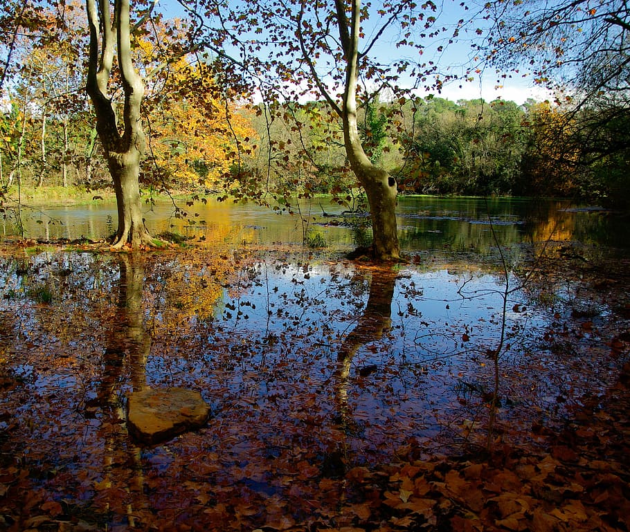 fall, lake, leaves, reflections, flood, tree, water, plant HD wallpaper