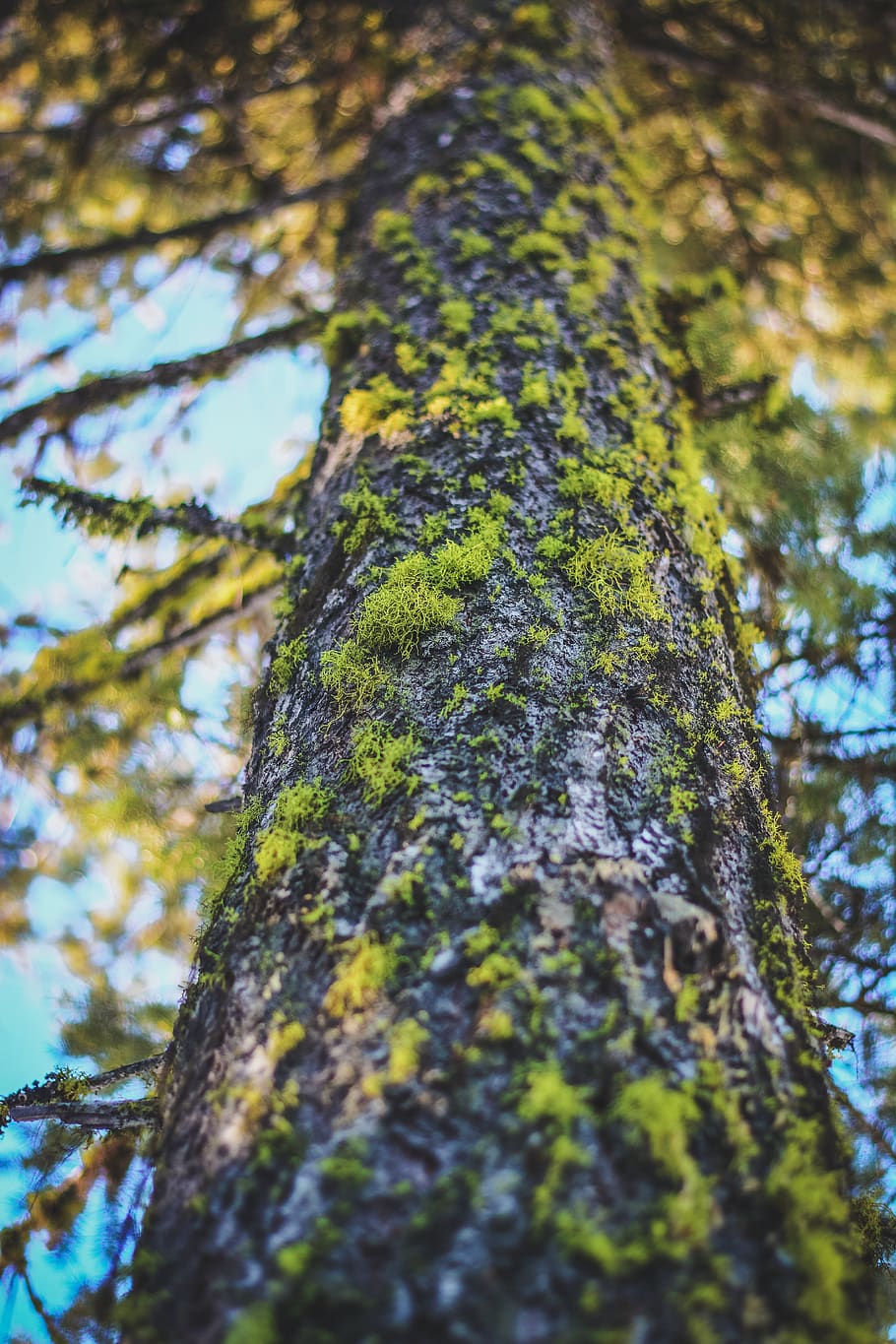 trunk, bark, moss, tree, lichen, texture, old, brown, pattern HD wallpaper