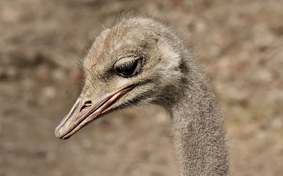 portrait photo of ostrich bird, bouquet, cute, poultry, feather HD wallpaper
