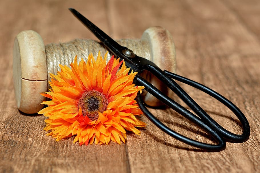 black metal scissor beside orange daisy on brown surface, scissors