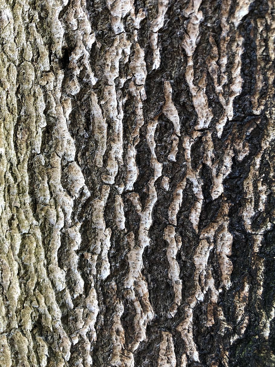 pattern, bark, wood, rough, tree, nature, dry, texture, full frame HD wallpaper