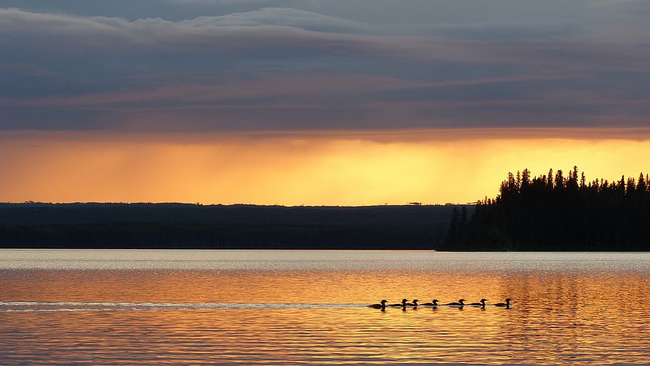 ducks, sunset, lake, reflection, saskatchewan, water, sky, beauty in nature, HD wallpaper