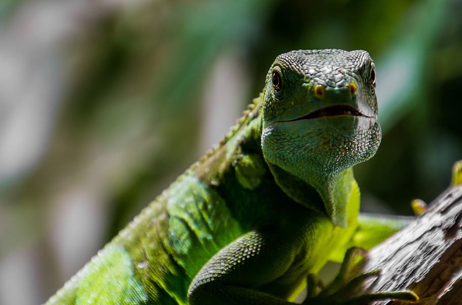 close up photo of green iguana on tree branch, Lizard, Reptile HD wallpaper