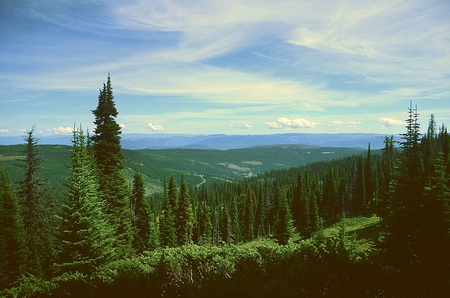 mountains, hills, trees, green, forest, landscape, nature, blue HD wallpaper