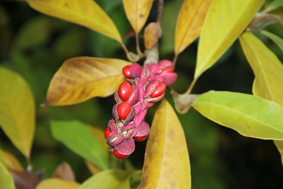 magnolia, seed plant, covered more slowly, nature, fruit, leaf, HD wallpaper