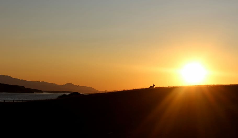 silhouette of animal running, sunset photography, rabbit, flare HD wallpaper