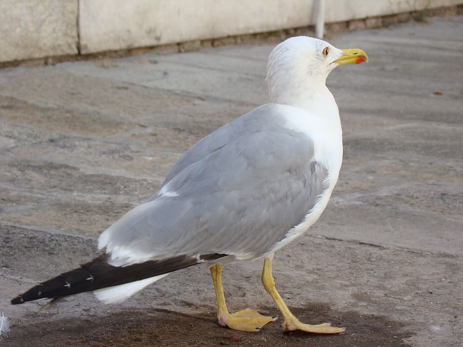 seagull, bird, animal themes, vertebrate, one animal, animal wildlife HD wallpaper