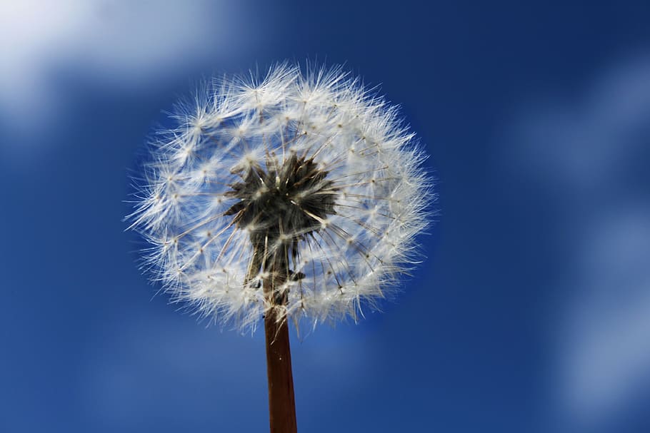 nuns, dandelion, nature, seed, plant, flower, fluffy, close-up HD wallpaper