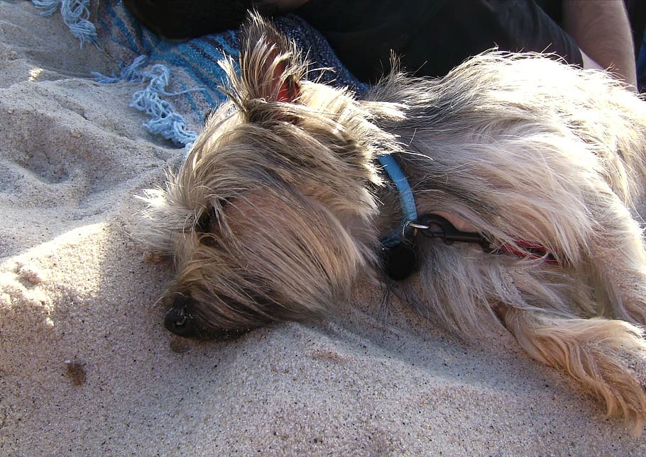 cairn terrier, dog, sleeping, beach, sand, canine, pet, puppy, HD wallpaper