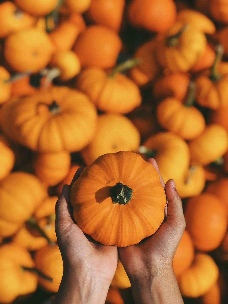 shallow focus photography of person holding squash, person holding orange squash HD wallpaper