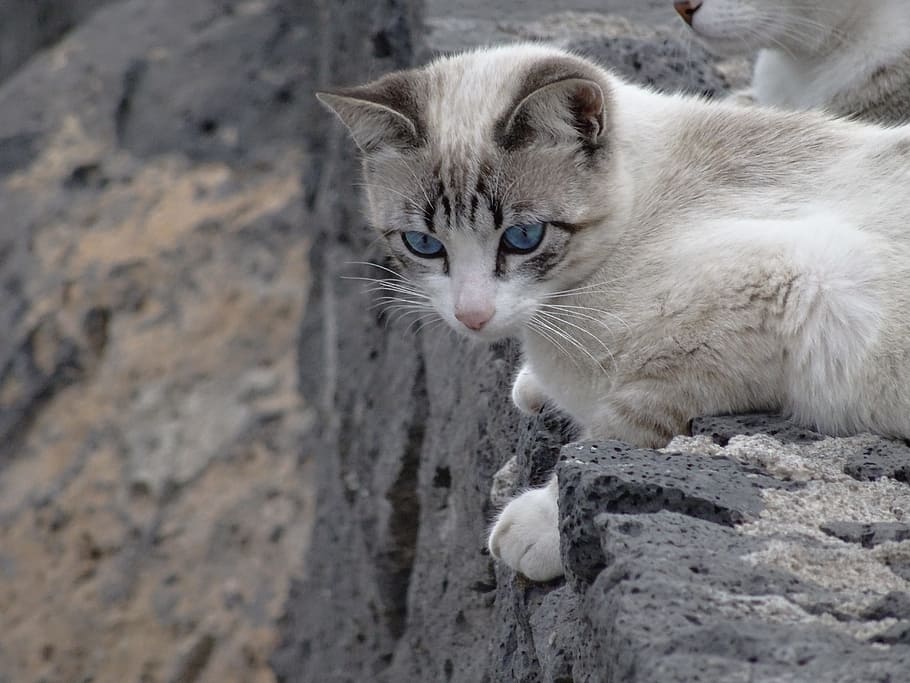 cat, siamese, blue eyes, domestic cat, animal themes, feline HD wallpaper