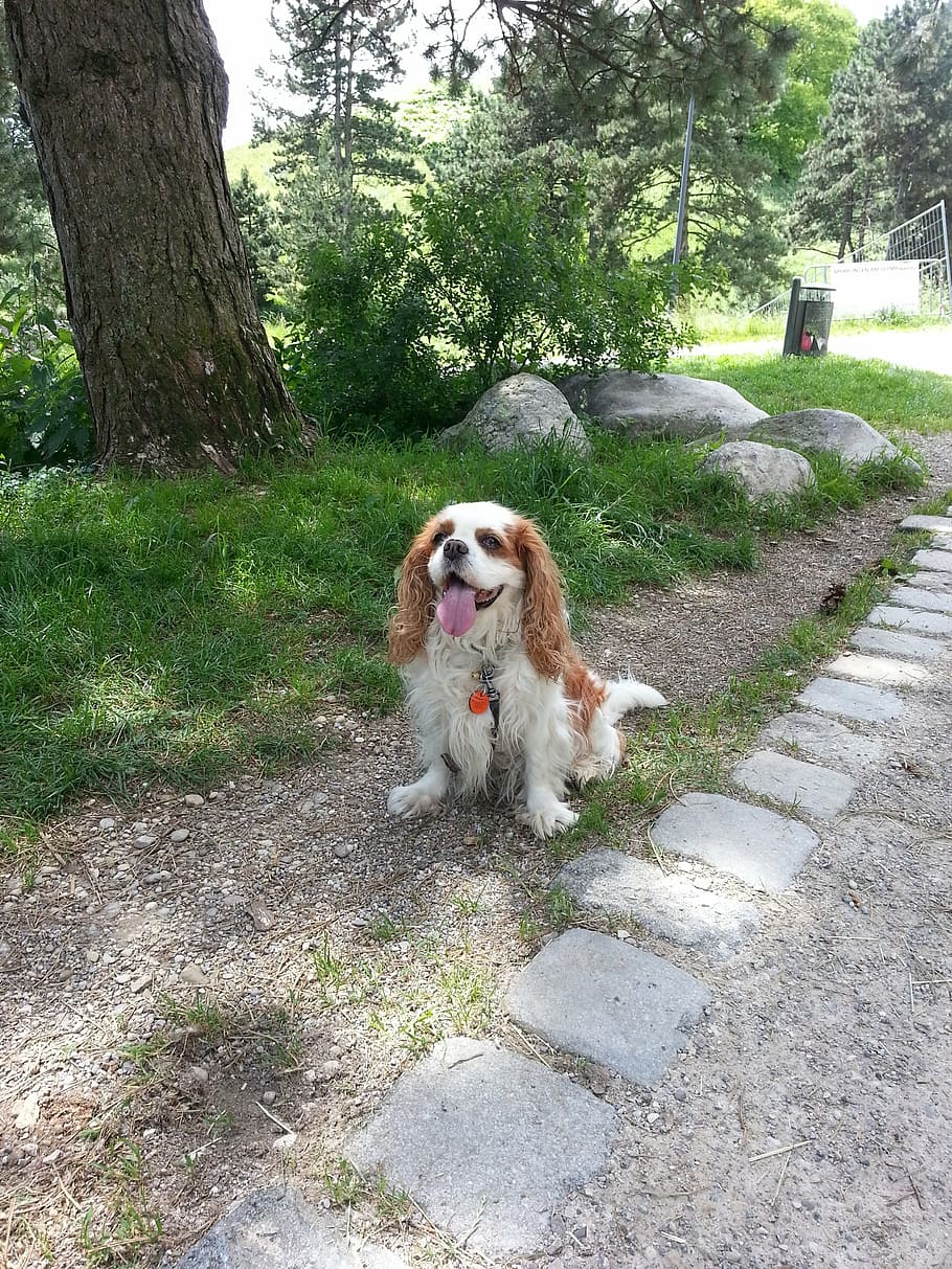 cavalier, king charles, spaniel, dog, pets, animal, purebred Dog HD wallpaper