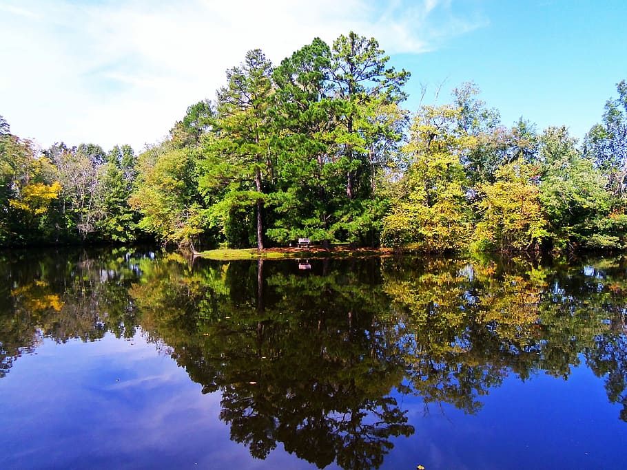 Tree, Lake, summer, reflection, sky, standing water, plant HD wallpaper