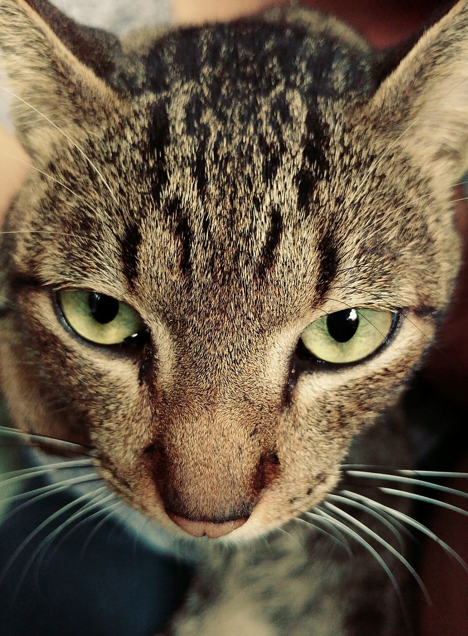 cat, eyes, whiskers, fur, pet, portrait, animal, mammal, nature HD wallpaper
