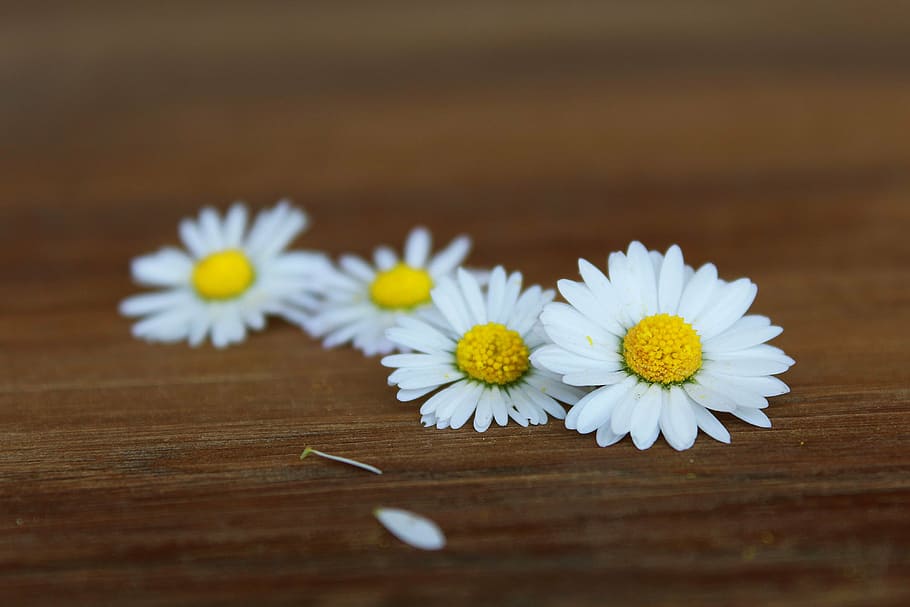 selective focus photography of white-and-yellow flowers, daisy HD wallpaper
