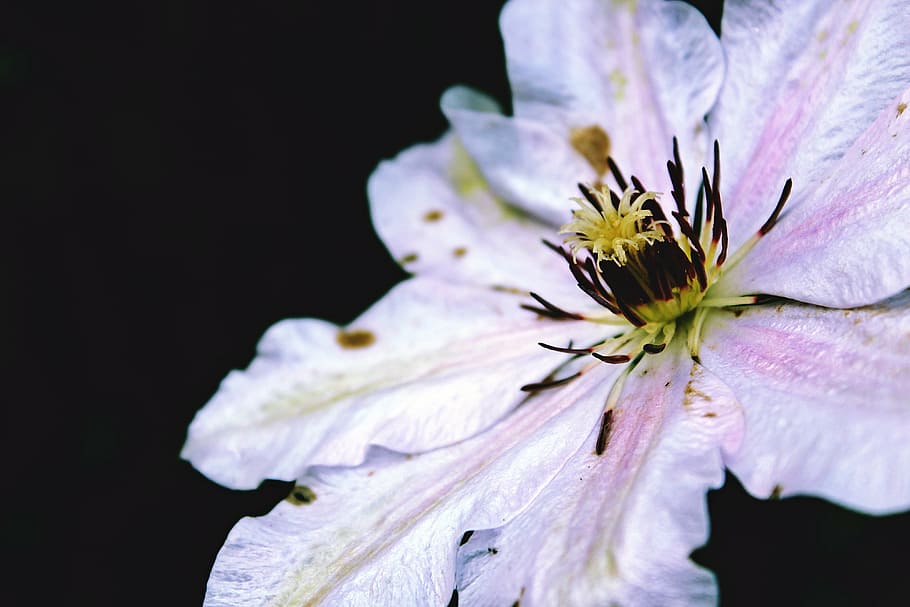 lily, white, bloom, pistil, blossom, flower, plant, close, nature HD wallpaper