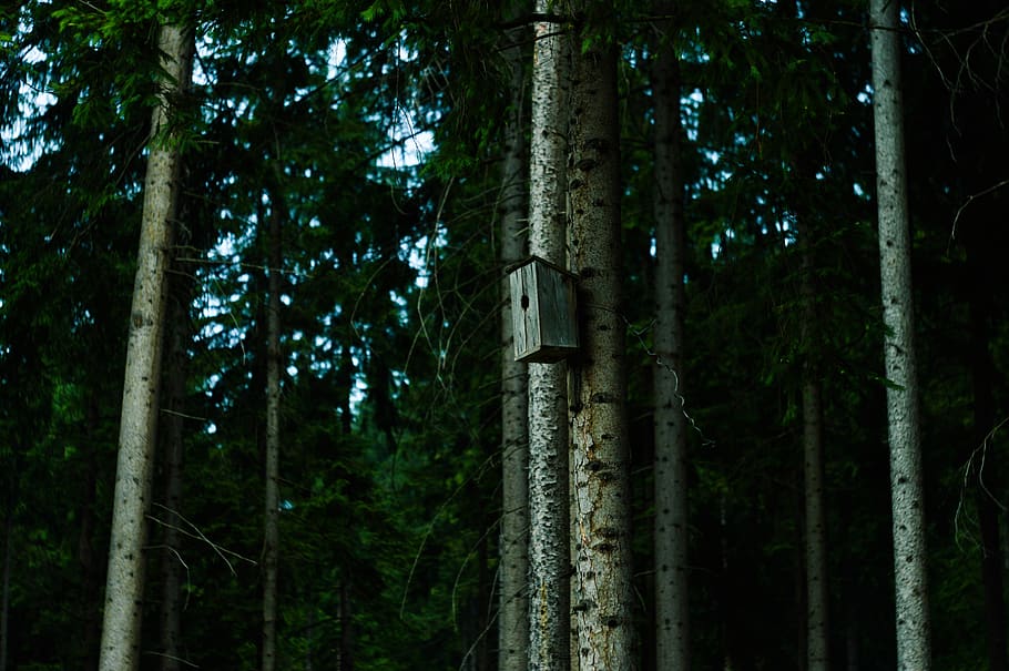 trees, plant, forest, tree trunk, growth, land, woodland, beauty in nature HD wallpaper