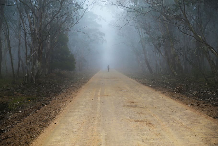 person standing in the middle of the road surrounded by trees HD wallpaper