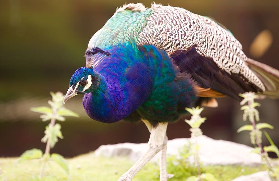 peacock, pen, bird, volatile, majestic, peacock blue, animal themes HD wallpaper