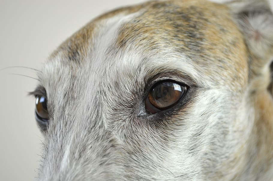 dog, dog eyes, view, dog look, pet, podenko, winddhund, faithful look, HD wallpaper