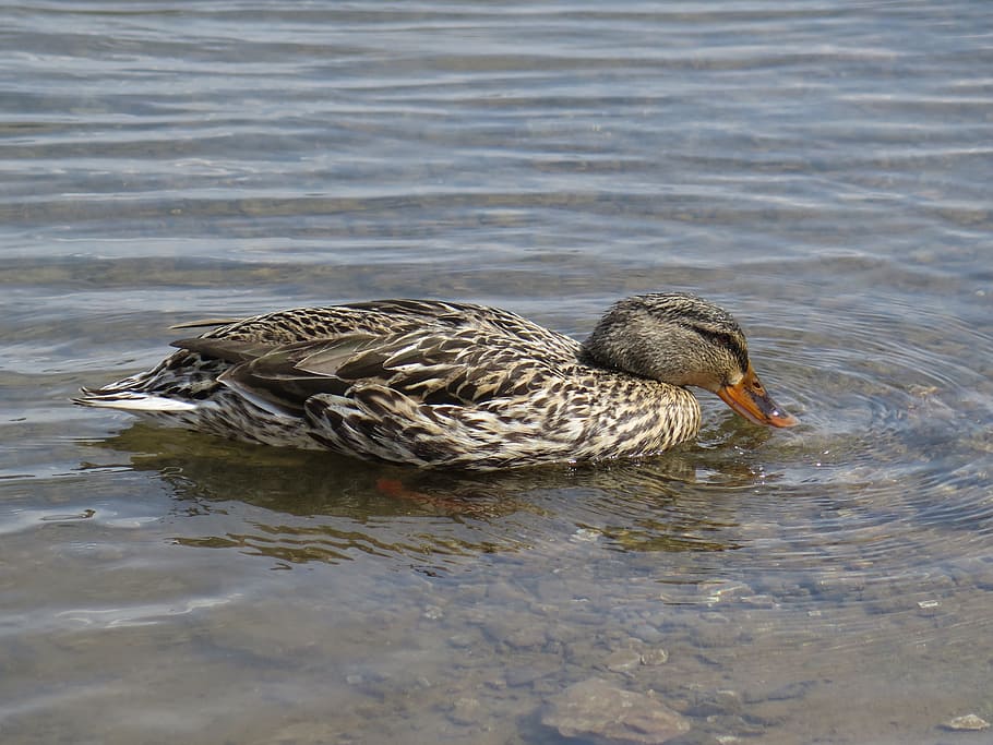 mallard, duck, swimming, bird, animal themes, animal wildlife HD wallpaper