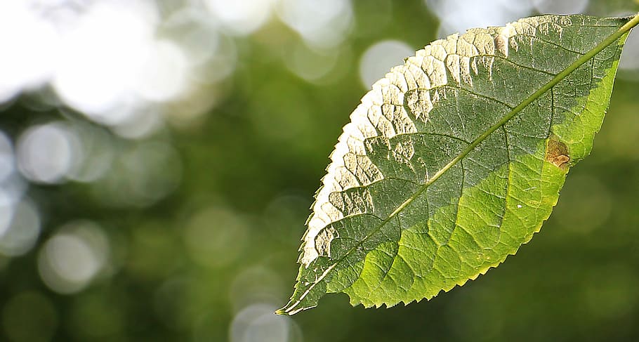 tilt shift lens photography of green leaf during daytime, tree leaf HD wallpaper
