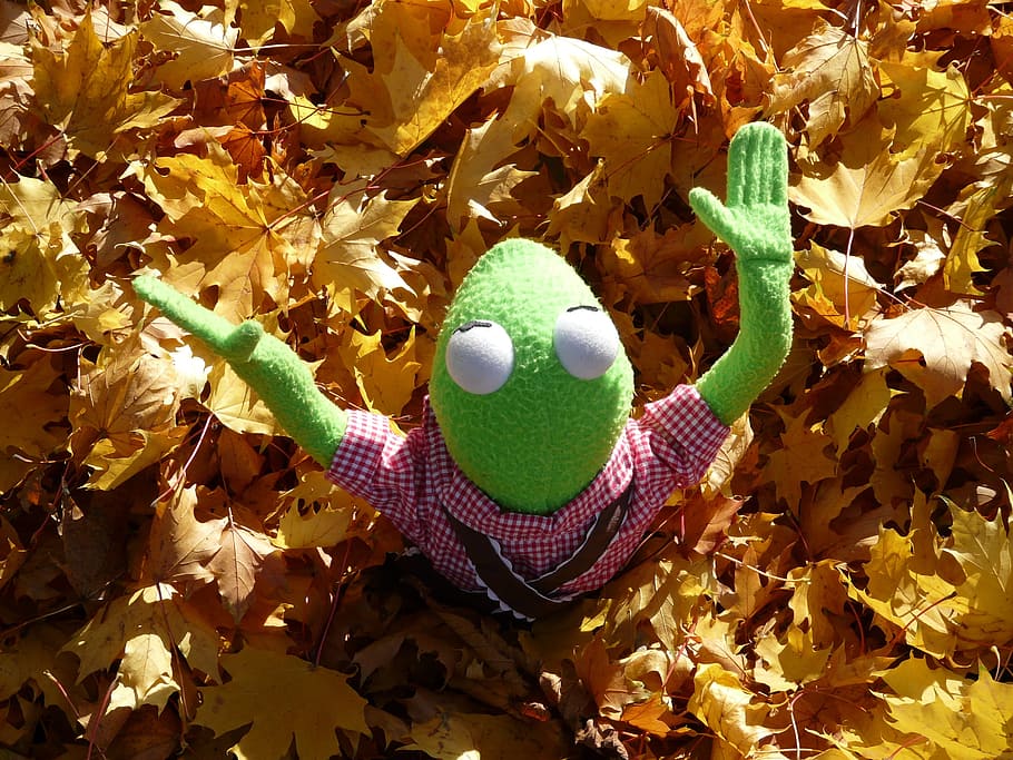 Frog, Kermit, Doll, Figure, green, autumn, leaves, fall foliage HD wallpaper