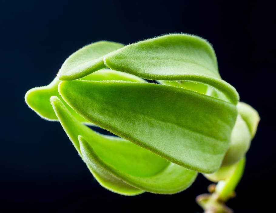 blossom, bloom, flower, green, close, nature, plant, leaf, green Color HD wallpaper
