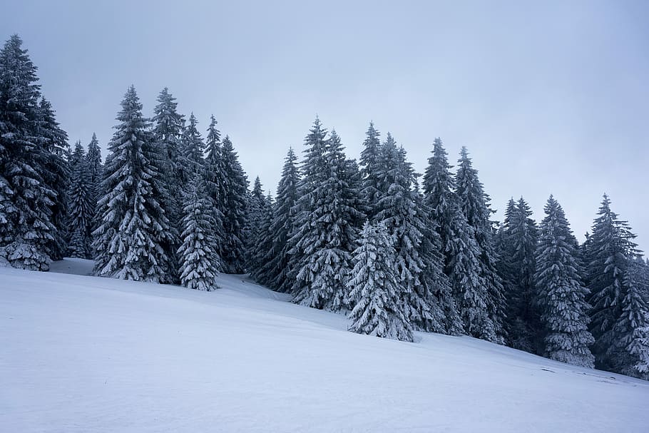 White, snow-covered trees in snow terrain during daytime, forest