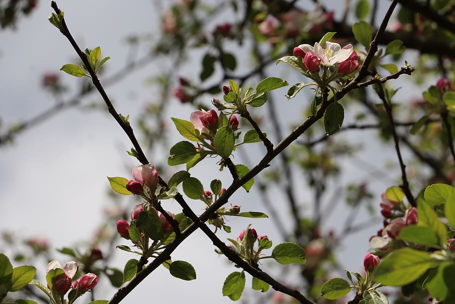 tree, branch, flower, nature, plant, growth, flowering plant HD wallpaper