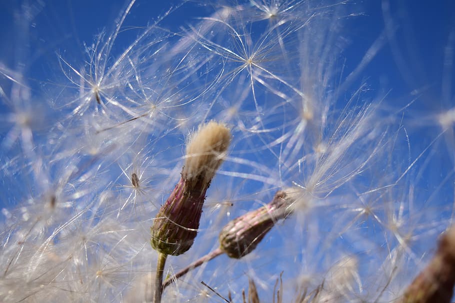 flying seeds, wind, sky, ease, tender, blue, close, multiplication HD wallpaper