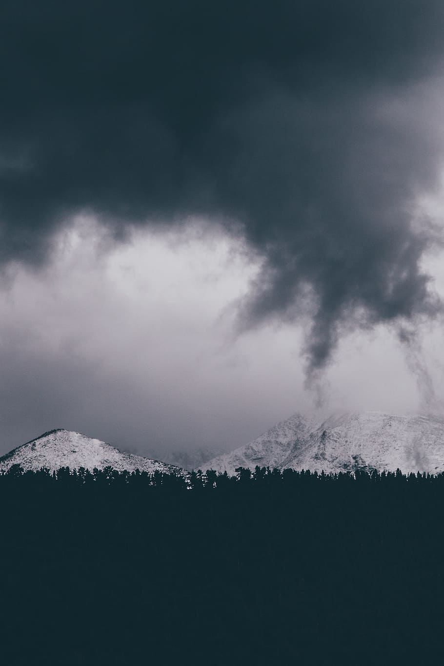silhouette of trees near snow capped mountains, photography of trees with white mountain as background HD wallpaper