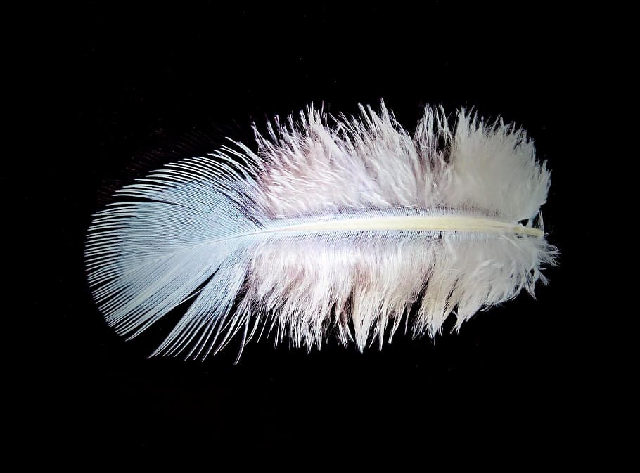 white feather, down, bird feather, top light blue, fine, tender HD wallpaper