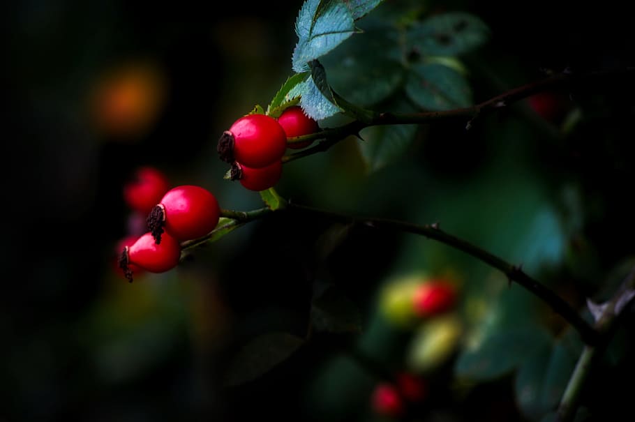 berries, leaf, nature, tree, outdoors, red, plant, forest, fruit HD wallpaper
