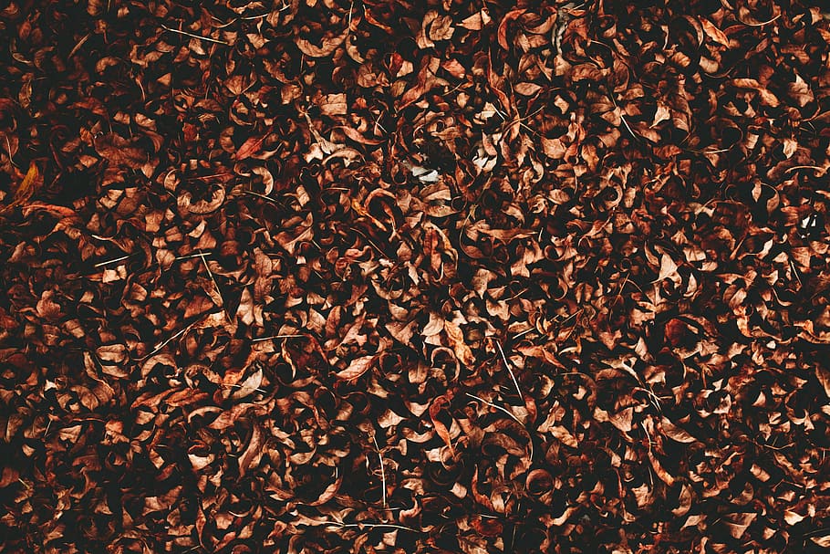 aerial view of brown leaves, brown dried leaves on ground, fall