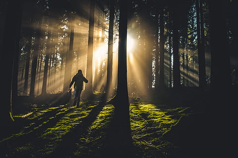person on forest, person walking through woods, tree, silhouette HD wallpaper