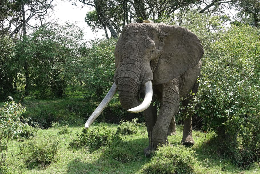Живой слон цена. Живой слон. Слон в живой природе. Слон фото. Слоник в живой природе.