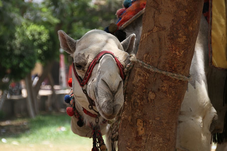 cairo, egypt, camel, egyptian, desert, animal themes, mammal HD wallpaper