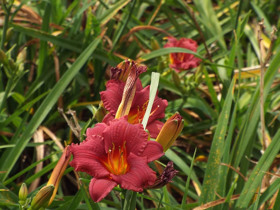 flowers, grass flowers, spring, flowering plant, beauty in nature HD wallpaper