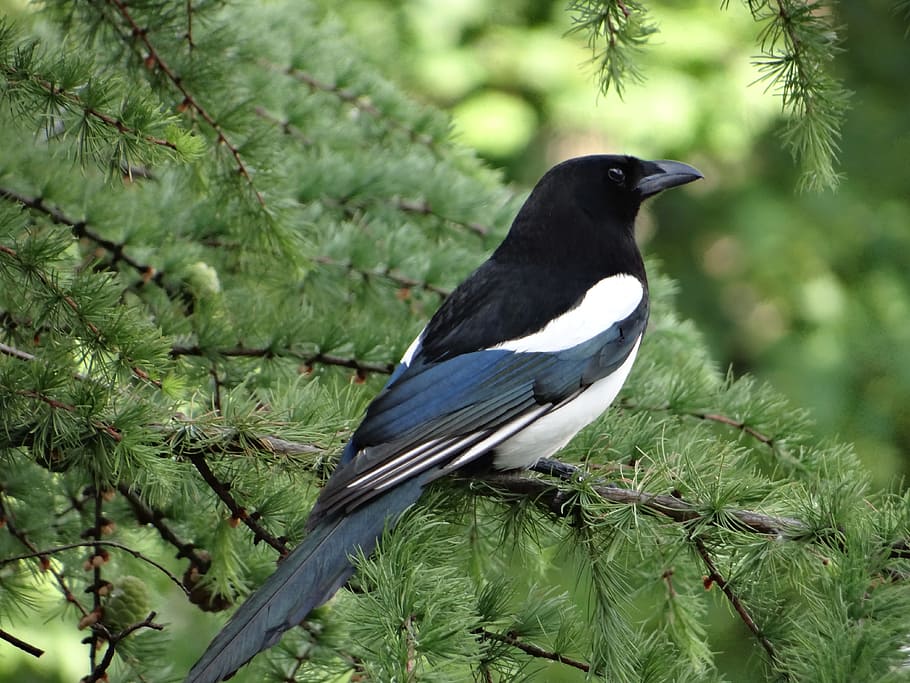black bird perch on tree, pie, nature, branches, ornithology HD wallpaper