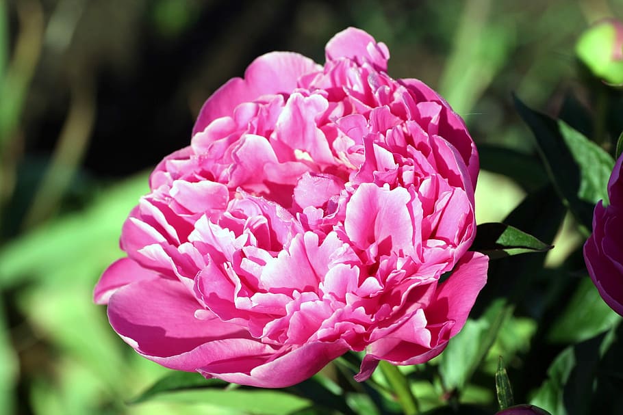 peony, flower, hatching, pink, garden, spring, petals, plant HD wallpaper
