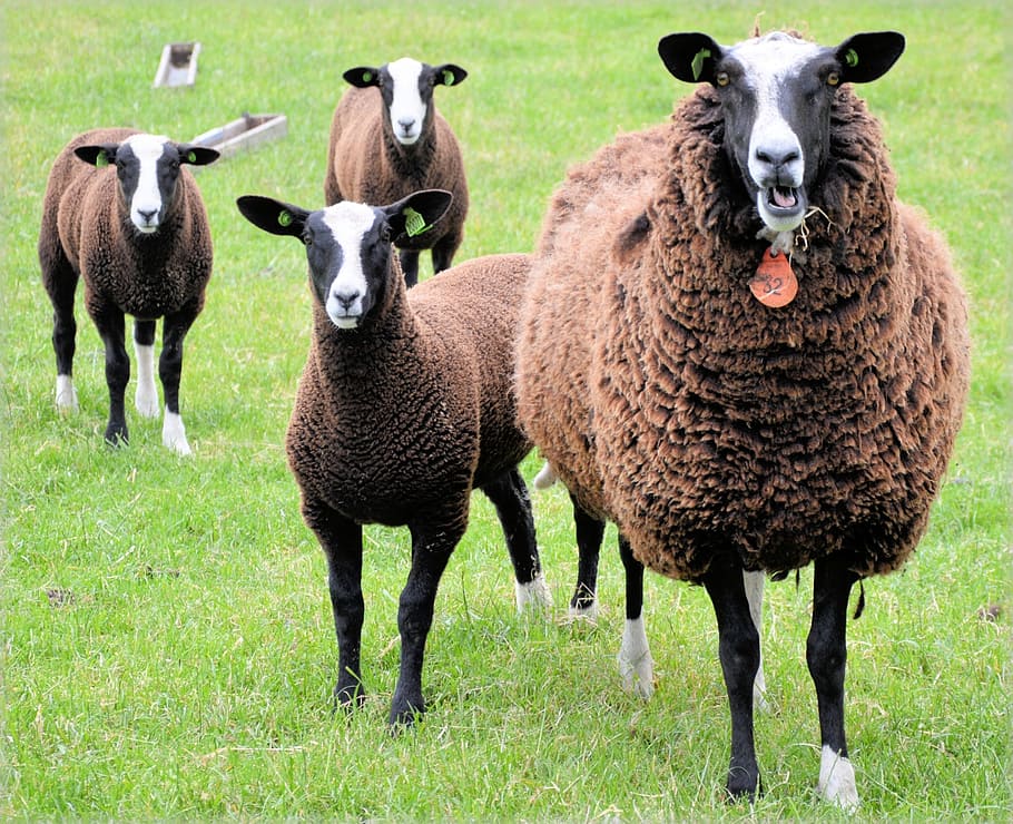 sheep, lamb, white, farm, animal, lambs, brown, animal themes HD wallpaper