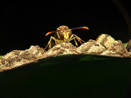 wasp, paper, hornet, bee, insect, fly, flying, nest, invertebrate HD wallpaper