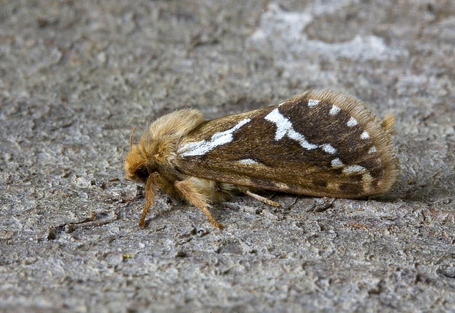 moth, close up, nature, insect, macro, bug, wildlife, entomology HD wallpaper
